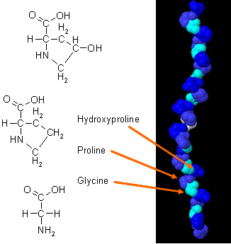 Collagen:  A Support Protein